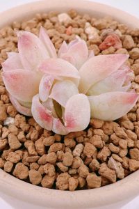 🌿介紹🌿
肉名: 白雪(4頭)【Available】
等級: ⭐⭐⭐