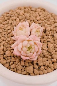 🌿介紹🌿 
肉名: 黃金玫瑰(3頭)【Available】
等級: ⭐️⭐️⭐️⭐️